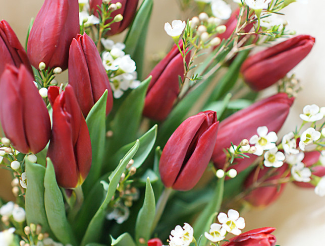 Букет из бордовых тюльпанов и ваксфлауэр ''Весенний привет'' Фото